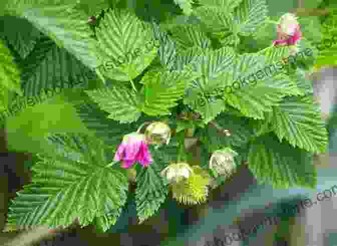 A Dense Thicket Of Salmonberry Bushes, Their Branches Laden With Ripe, Reddish Orange Berries Pacific Northwest Medicinal Plants: Identify Harvest And Use 120 Wild Herbs For Health And Wellness
