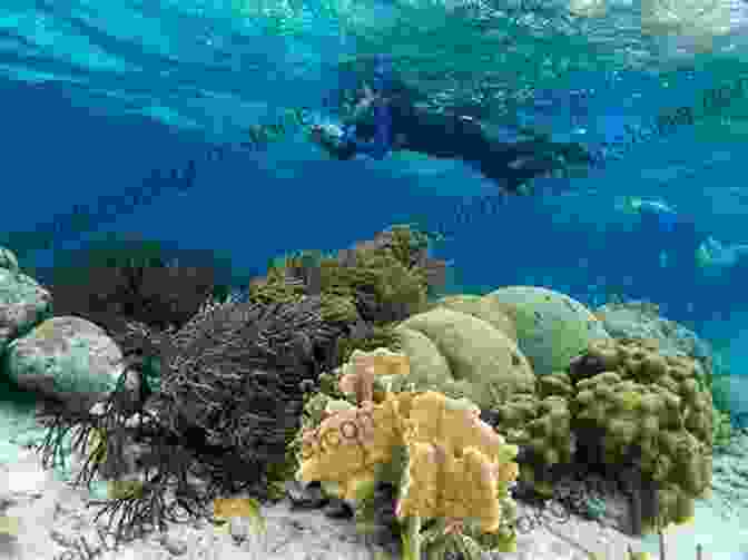 A Diver Exploring A Colorful Coral Reef In Bonaire 12MUSTS 2024: The Caribbean Magazine Michelle Lawson
