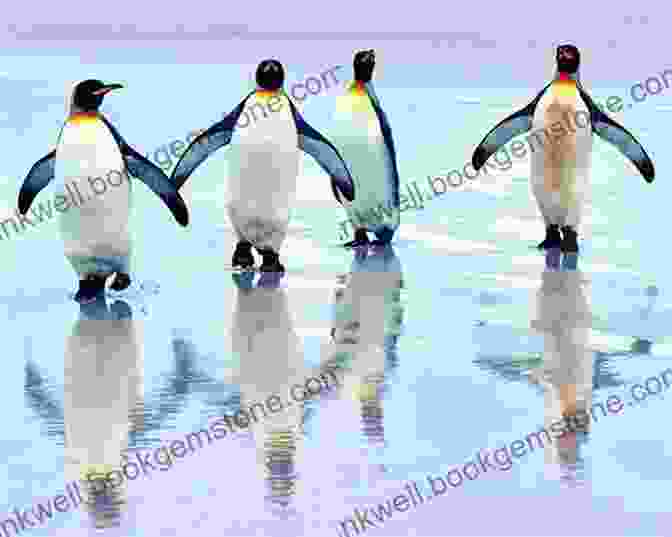 A Group Of Penguins Walking On The Ice Antarctica Travel Guide With 100 Landscape Photos