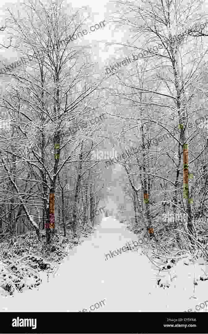 A Snow Covered Forest With A Path Leading Through It Into Cold (Northridge Photography Presents 10)