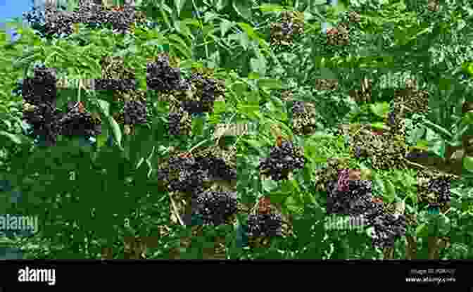 An Elderberry Bush With Clusters Of Dark Purple Berries Hanging From Its Branches Pacific Northwest Medicinal Plants: Identify Harvest And Use 120 Wild Herbs For Health And Wellness
