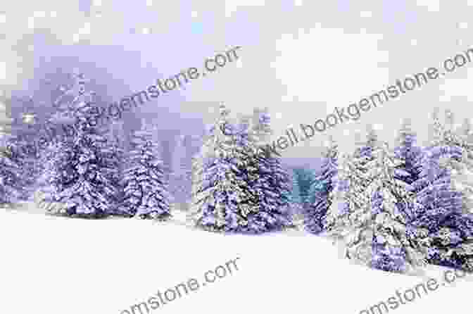 An Enchanting Forest With Snow Covered Trees Into Cold (Northridge Photography Presents 10)