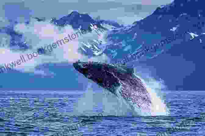 Humpback Whale Breaching In The Waters Of Alaska Alaska: Its Southern Coast And The Sitkan Archipelago