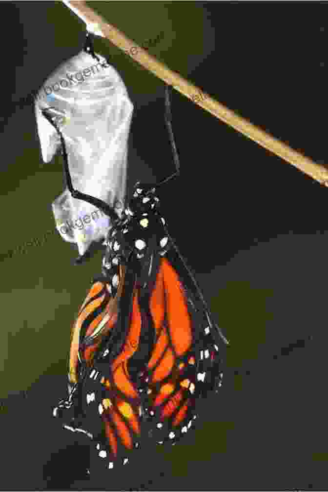 Image Of A Painting Of A Butterfly Emerging From A Chrysalis Painting Butterflies Blooms With Sherry C Nelson