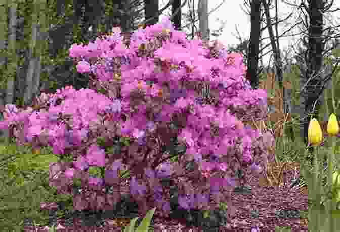 Rhododendron At Rohmer Garden ROHMER S GARDEN Mark Stattelman