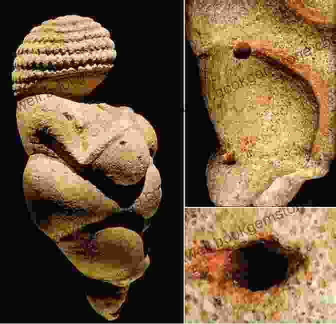 The Venus Of Willendorf, A Small Limestone Figurine From C. 25,000 BCE, Is One Of The Earliest Known Examples Of Human Art. It Depicts A Female Figure With Exaggerated Physical Features, Symbolizing Fertility And The Power Of Creation. Old Master Life Drawings: 44 Plates (Dover Fine Art History Of Art)