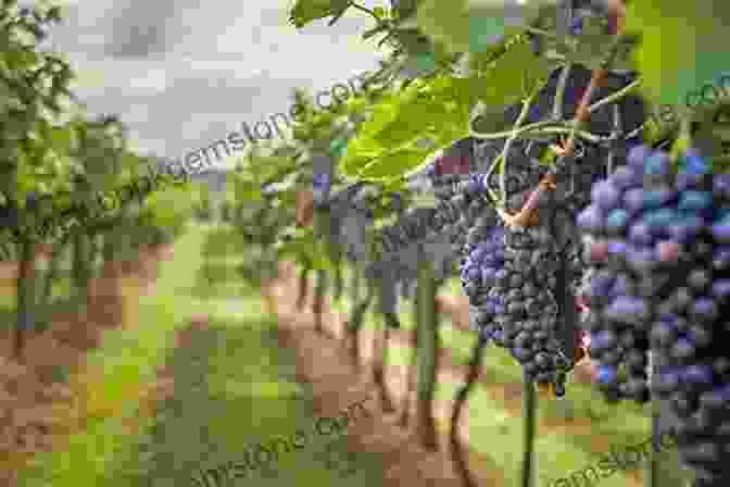 Vineyard At Rohmer Garden ROHMER S GARDEN Mark Stattelman